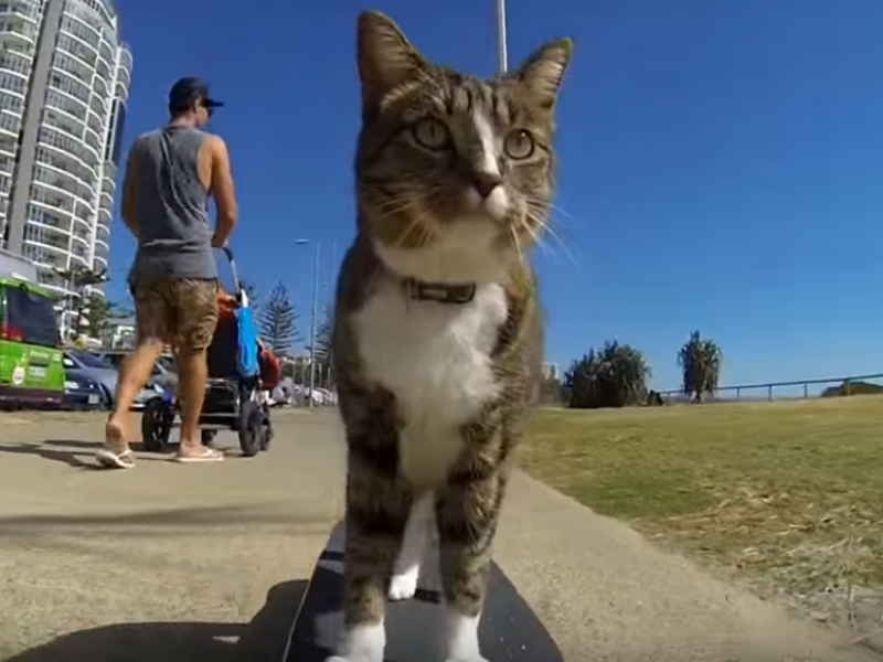 Mačka koja vozi skejtbord ušla u Ginisovu knjigu rekorda! VIDEO