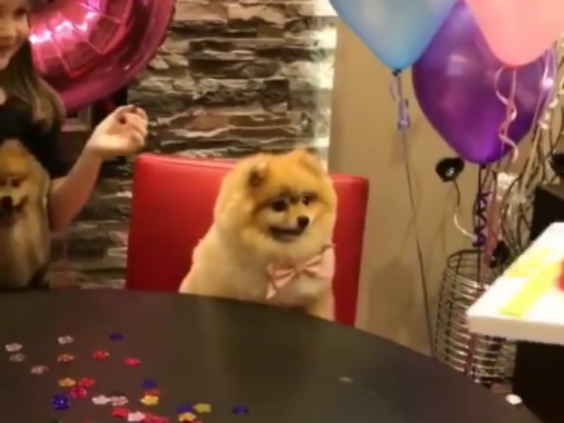 Preslatko: Organizovali proslavu rođendana svog psa! VIDEO