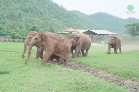 Ovako je krdo slonova dočekalo novog člana porodice! VIDEO