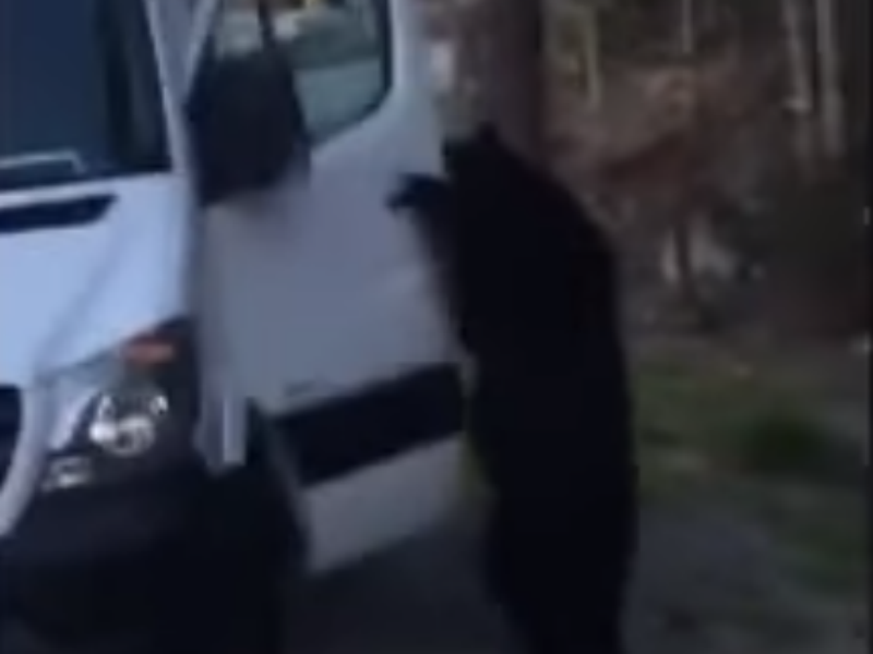 Neverovatno: Medved pokušao da vozi kombi! VIDEO