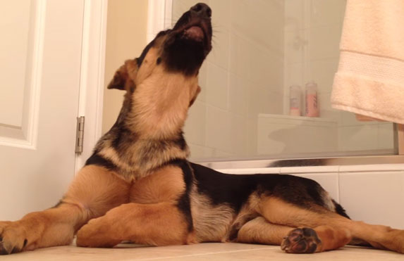 Kakav duet: Pogledajte kako pas peva sa svojim gazdom! VIDEO