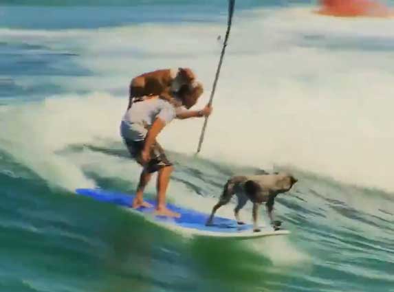 Ovaj video će vam popraviti dan: Pogledajte kako psi surfuju! VIDEO