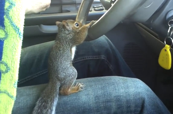 Kakav hit: Ova veverica obožava da VOZI AUTO! VIDEO