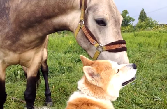 Pravo prijateljstvo: Pas i konj presrećni što su opet zajedno! VIDEO