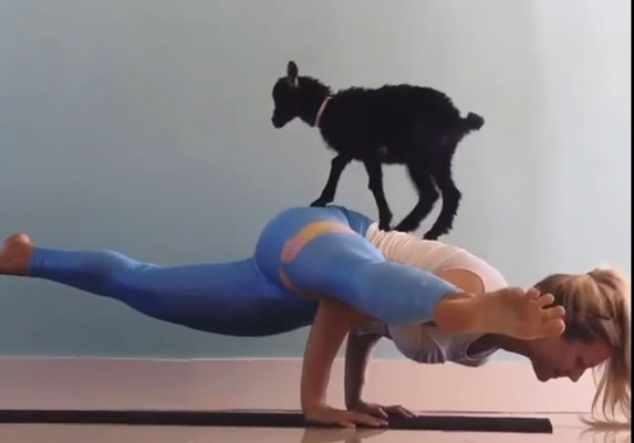 Smešno ili genijalno: Ona radi jogu sa kozom na leđima! VIDEO
