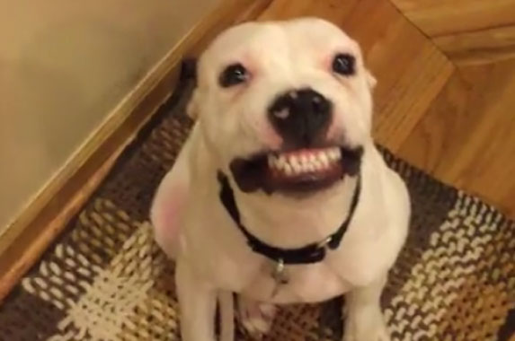 Pravi šmeker: Ovaj pas obožava da se SMEJE na slikama! VIDEO