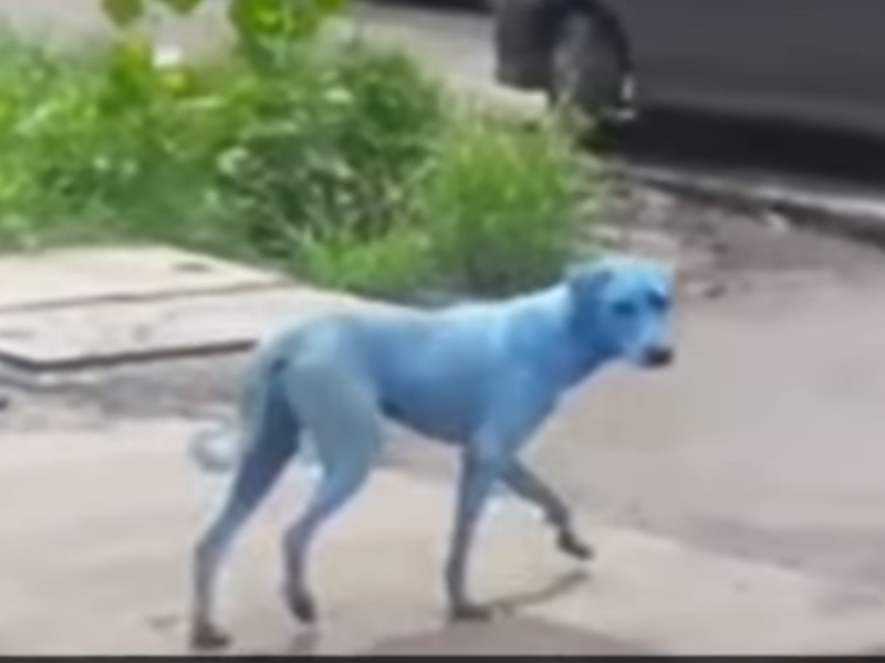Psi plave boje šokirali prolaznike! VIDEO