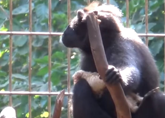 Neobična ljubav: Majmunica usvojila pile! VIDEO