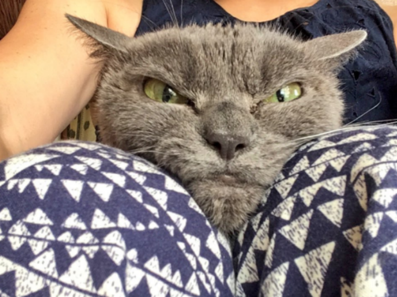 Uvek je namrgođena: Ova mačka je osvojila svet! FOTO