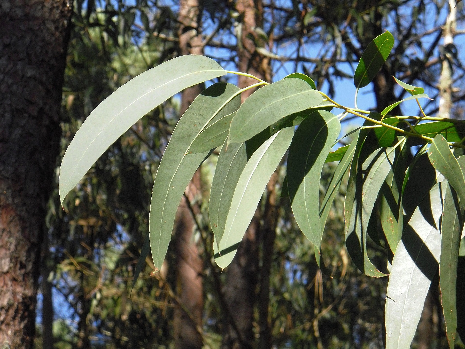 Eukaliptus pomaže kod gripa i prehlade