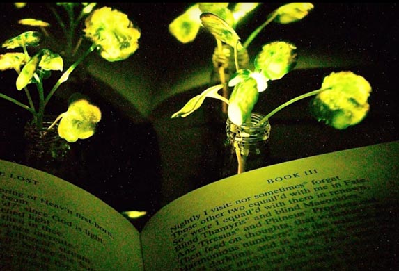 Plant Nanobionics: Biljke koje svetle u mraku! (VIDEO)