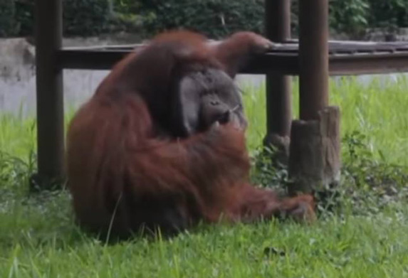 Orangutan u zoo vrtu, pušio cigretu, a nadležni kažu da im je žao! (VIDEO)