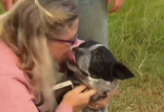 Pas star 17 godina pomogao spasiocima da nađu nestalu devojčicu!