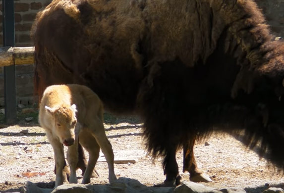 Zoo vrt u Beogradu dobio belog bizona?! Pa ovo nije baš tačno! (VIDEO)