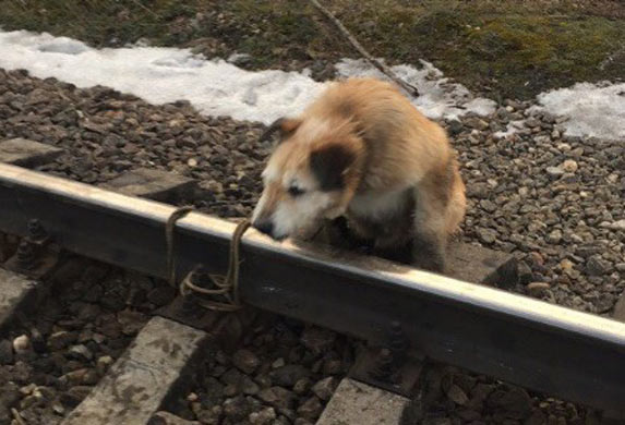 Psa vezali za šine kako bi ga pregazio voz, ali ga je mašinovođa primetio!