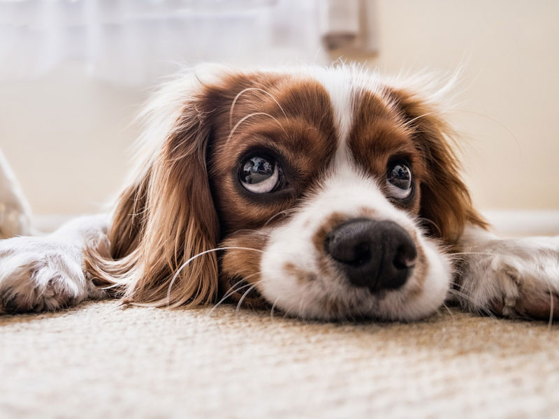 Kućni ljubimci: Zanima vas koliki je IQ vašeg psa?