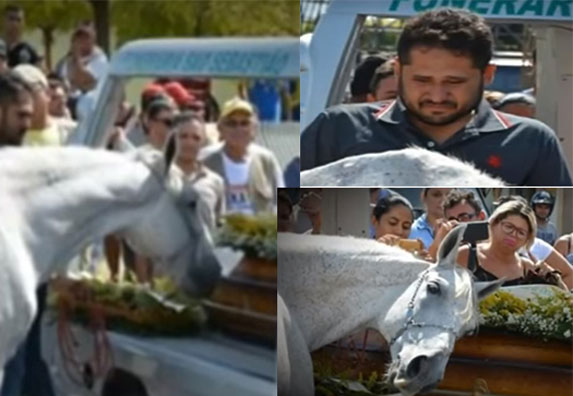 Vlasnik mu je preminuo! Pogledajte šta je konj uradio na sahrani! (VIDEO)
