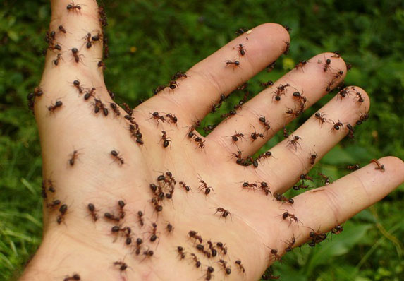 Postoji više načina da mrave oterate iz kuće!