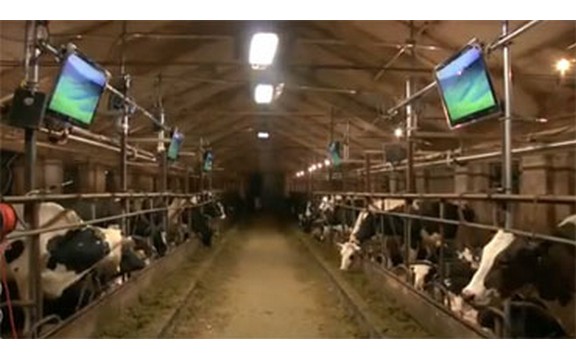 Krave dobile LCD televizore 
