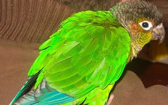 Papagaj Redži se vratio kući jer mu je nedostajao alkohol