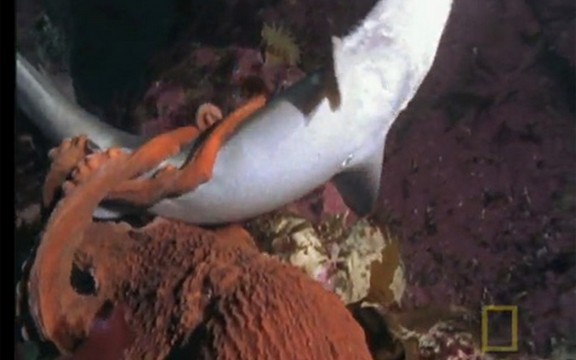 Morskog psa ubila divovska hobotnica!