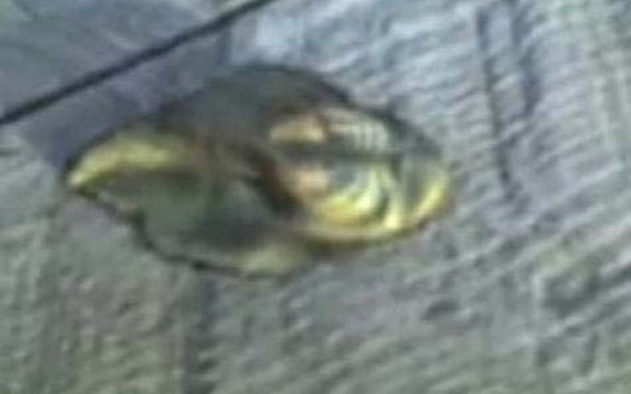 Ruski ribari u kanalizaciji pronašli nepoznato biće (Video)