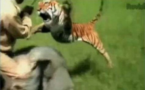 Kako napada pobesneli tigar (Video)