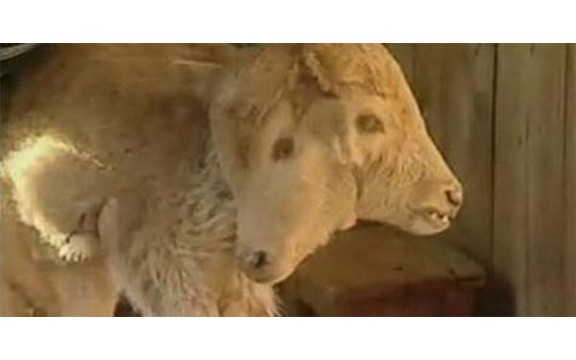 Krava otelila tele sa dve glave (Video)