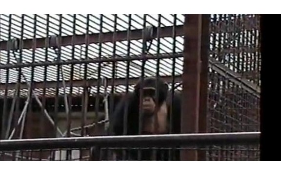 Beogradski majmun pljunuo kamermana (Video)