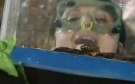 Veliki brat: Ukućani gurali glave u akvarijum sa bubašvabama i zmijama (Video)