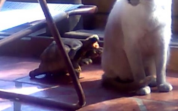 Besna kornjača ugrizla mačku (Video)