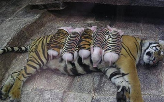 Tigrica usvojila pet prasića (Foto)