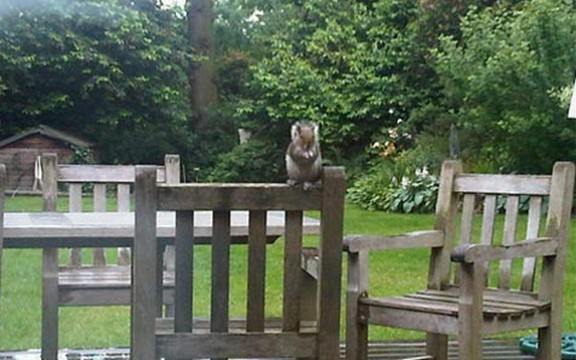 Novak se na Vimbldonu udružio sa vevericom 