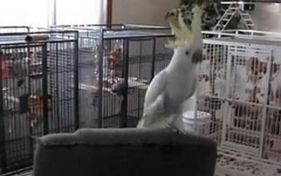 Papagaj igra uz muziku Lejdi Gage (Video)