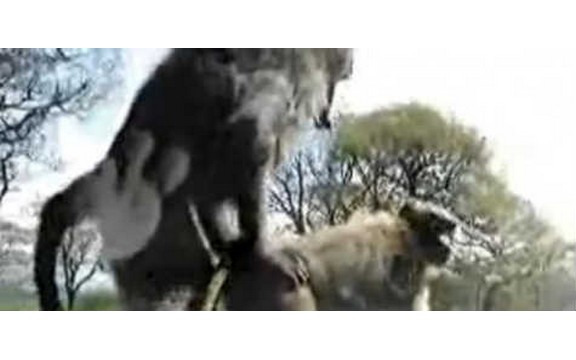 Vruća majmunska posla na haubi automobila (Video)