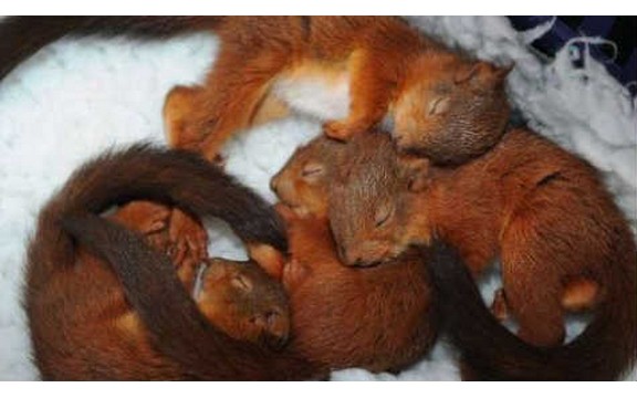 Preslatke bebe veverice (Foto)