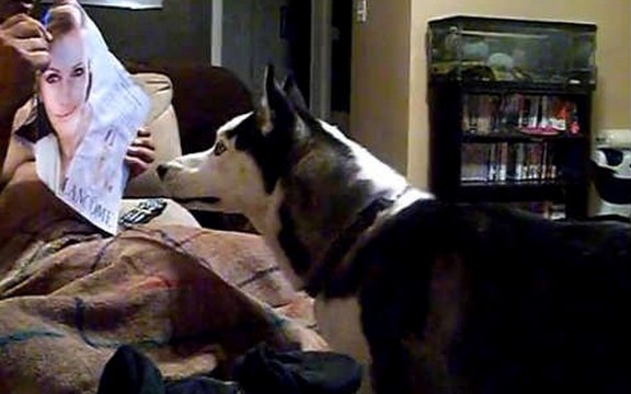 Pas koji se plaši slike Julie Roberts (Video)