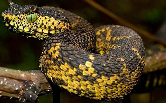 Nova vrsta zmije pronadjena u Africi