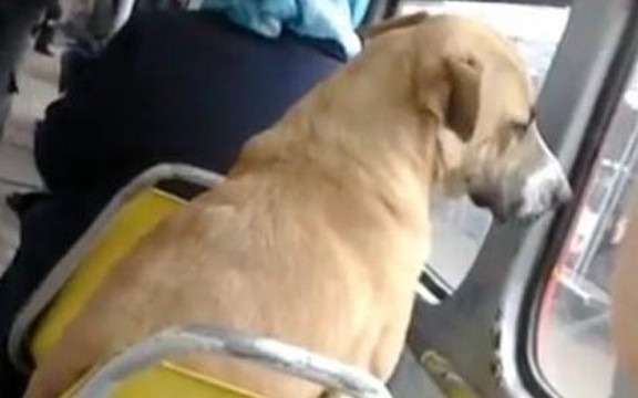 Pas koji je voleo tramvaje! (Video)