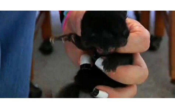 Rodjena mačka sa dva lica (Video)