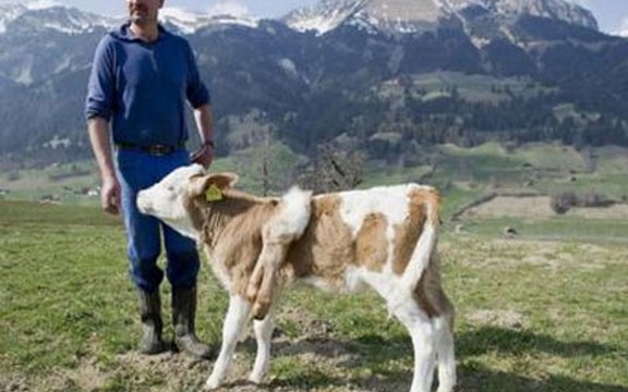 Tele sa šest nogu postalo glavna atrakcija u Švajcarskoj (Video)