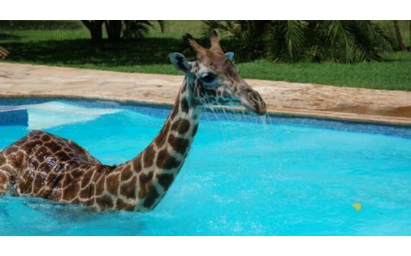 Žirafa koja voli plivanje (Foto)