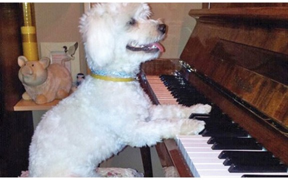 Kebino kuče svira klavir (Foto)