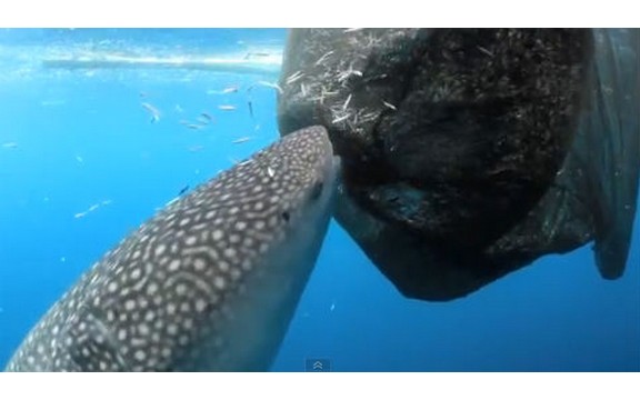 Pogledajte kojom brzinom kit ajkula može da pojede ribe (Video)