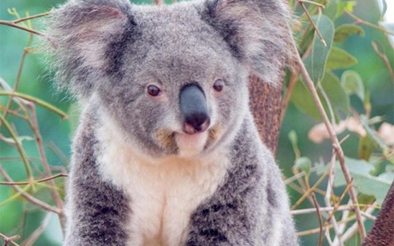 Koala pokisla kao miš, a izgleda kao mačka (Foto)