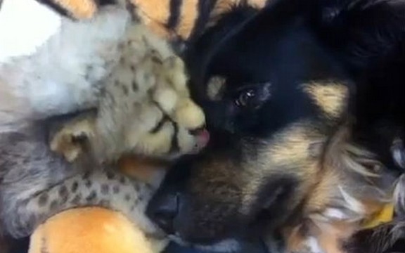 Beba gepard ljubi psa (Video)