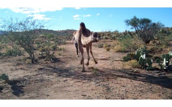 Urnebesna trka kamile i devojke (Video)