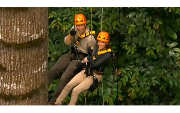 Kraljevski par visio sa drveta u prašumi! (Foto+Video)