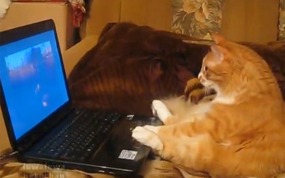 Mačka gleda crtaće (Video)
