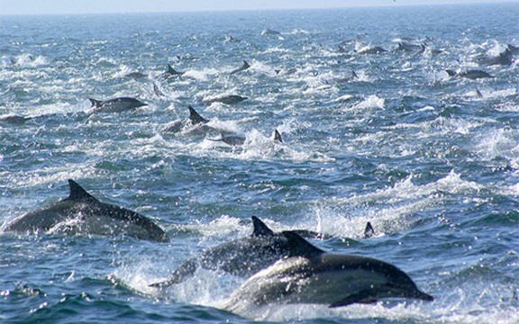 Sto hiljada delfina nadomak San Dijega! (Video)